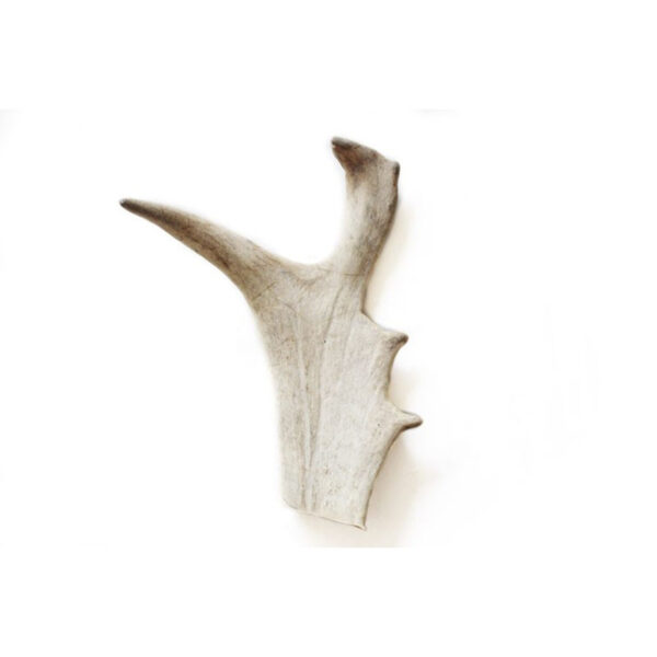 Bois de Daim – Image 4