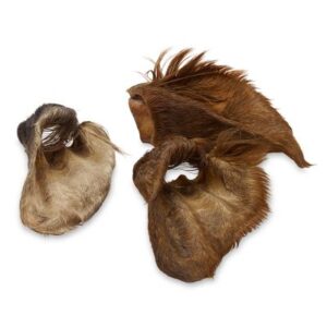 Oreille de bœuf avec poils