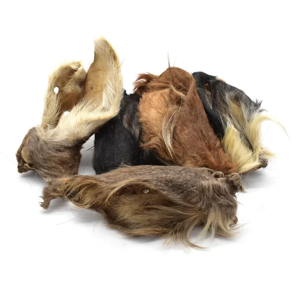 Oreille de bœuf avec poils – Image 2