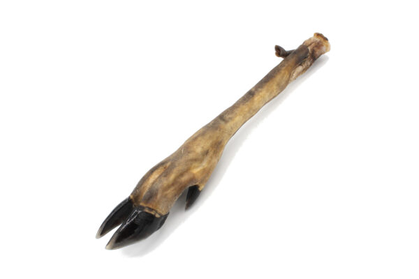 Patte de cerf