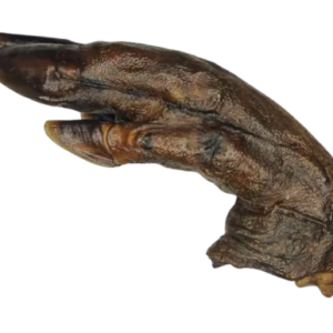 Pied de sanglier