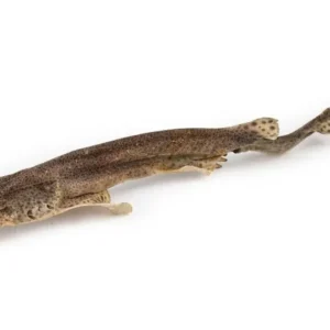 Roussette sauvage (petit requin)